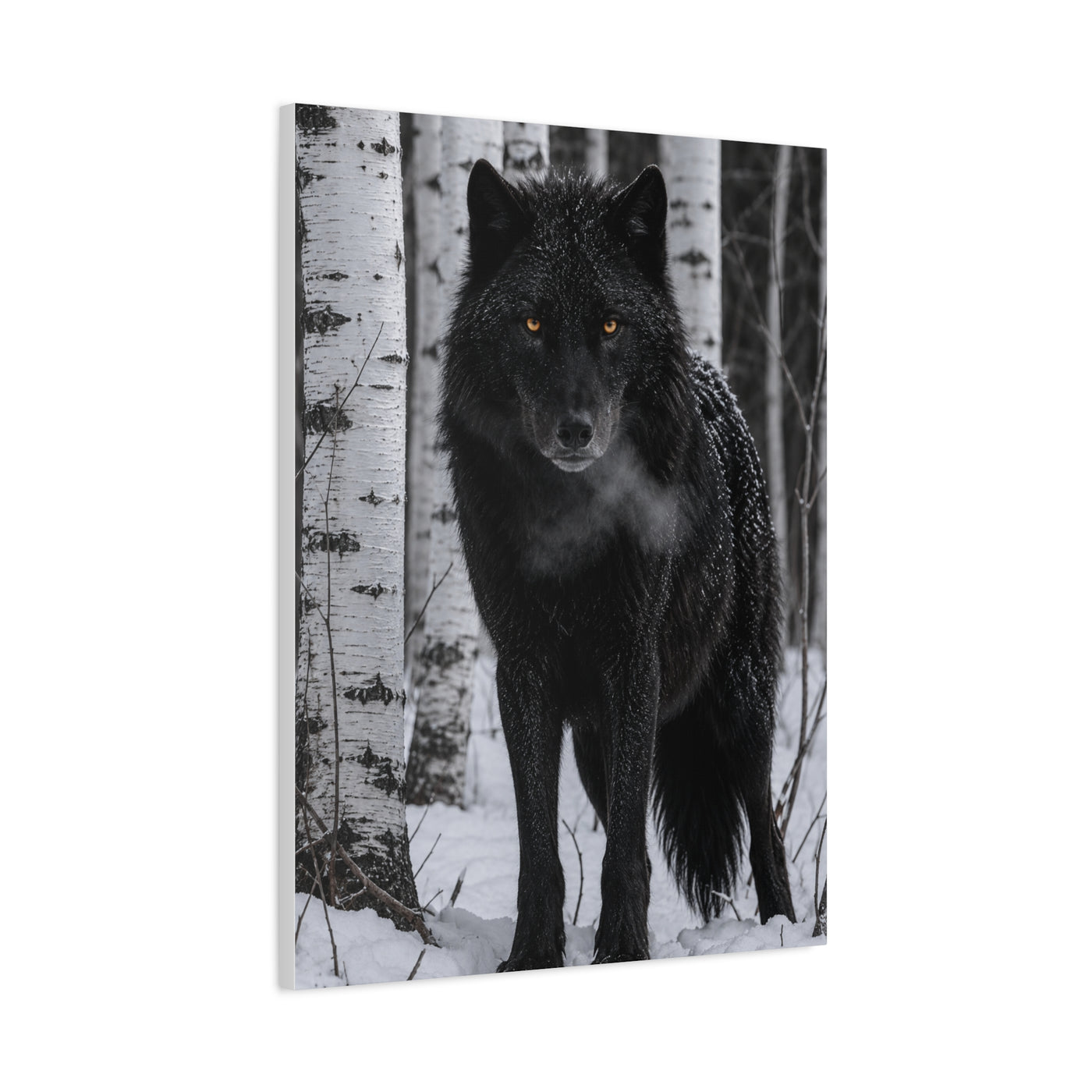 Midnight Black Wolf Aspen Forest Portrait Wall Art & Canvas Print