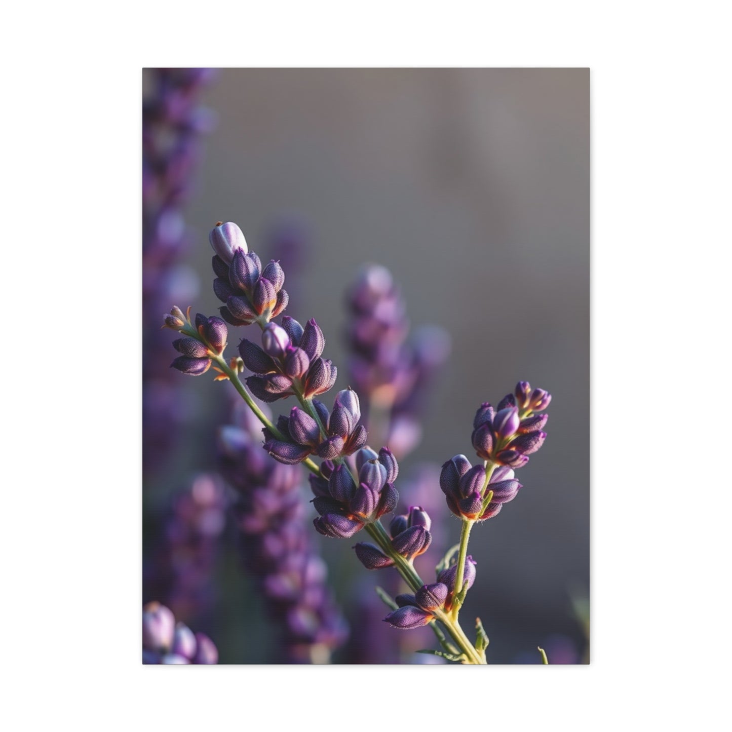 Lavender Herb Art Canvas Art 10 Wall Art & Canvas Print