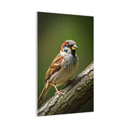 Charming Sparrow Close-Up Wall Art & Canvas Prints