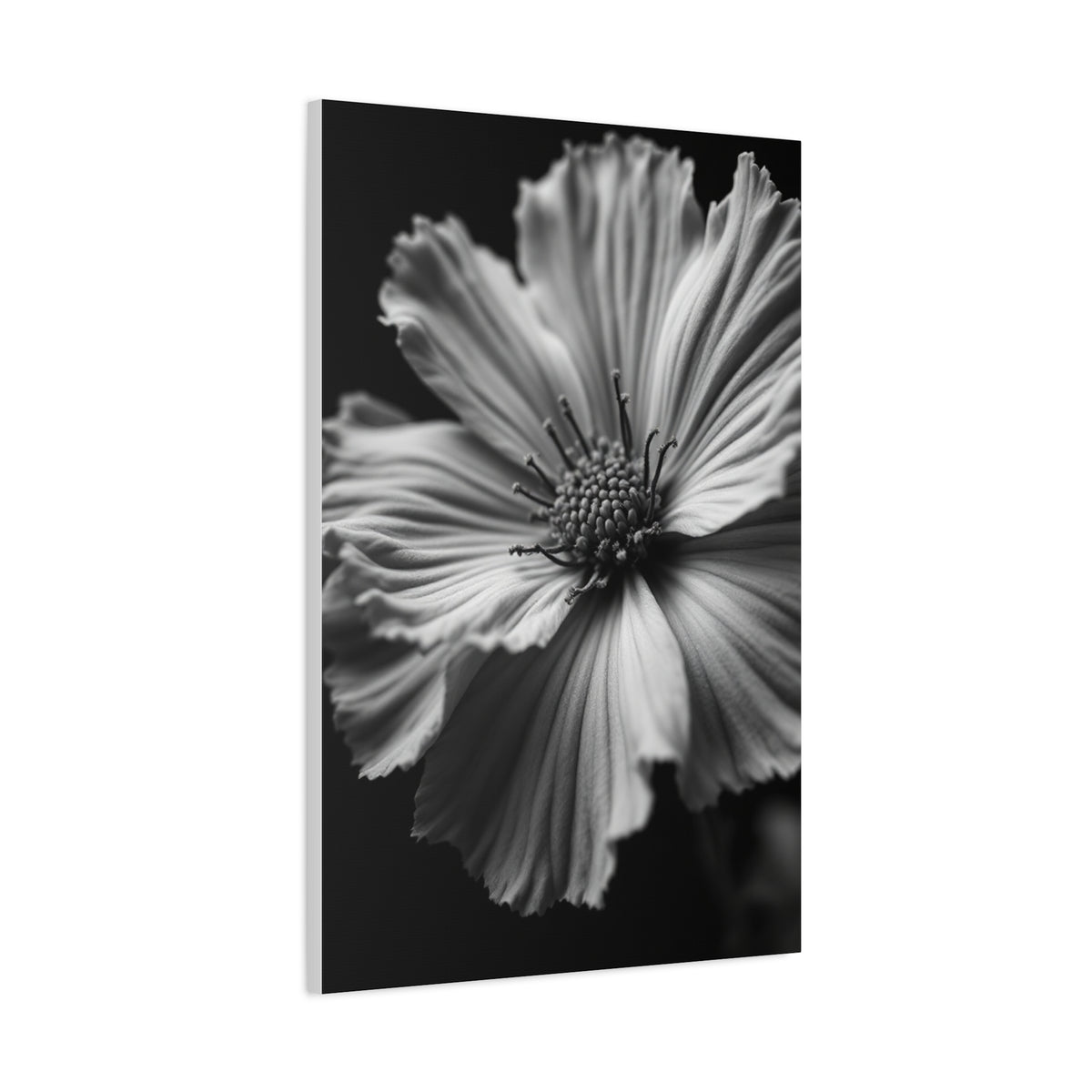 Dramatic Monochrome Cosmos Bloom Wall Art & Canvas Prints