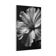 Dramatic Monochrome Cosmos Bloom Wall Art & Canvas Prints