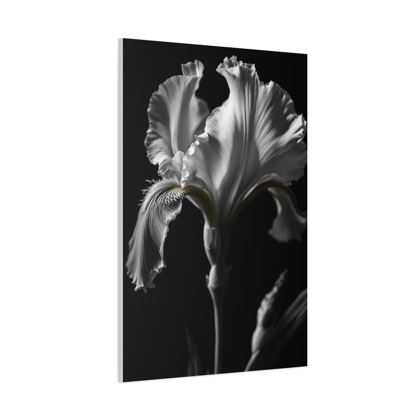 Elegant Iris in Shadowed Light Wall Art & Canvas Prints