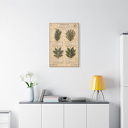 Vintage Herbarium Culinary Study Wall Art & Canvas Print