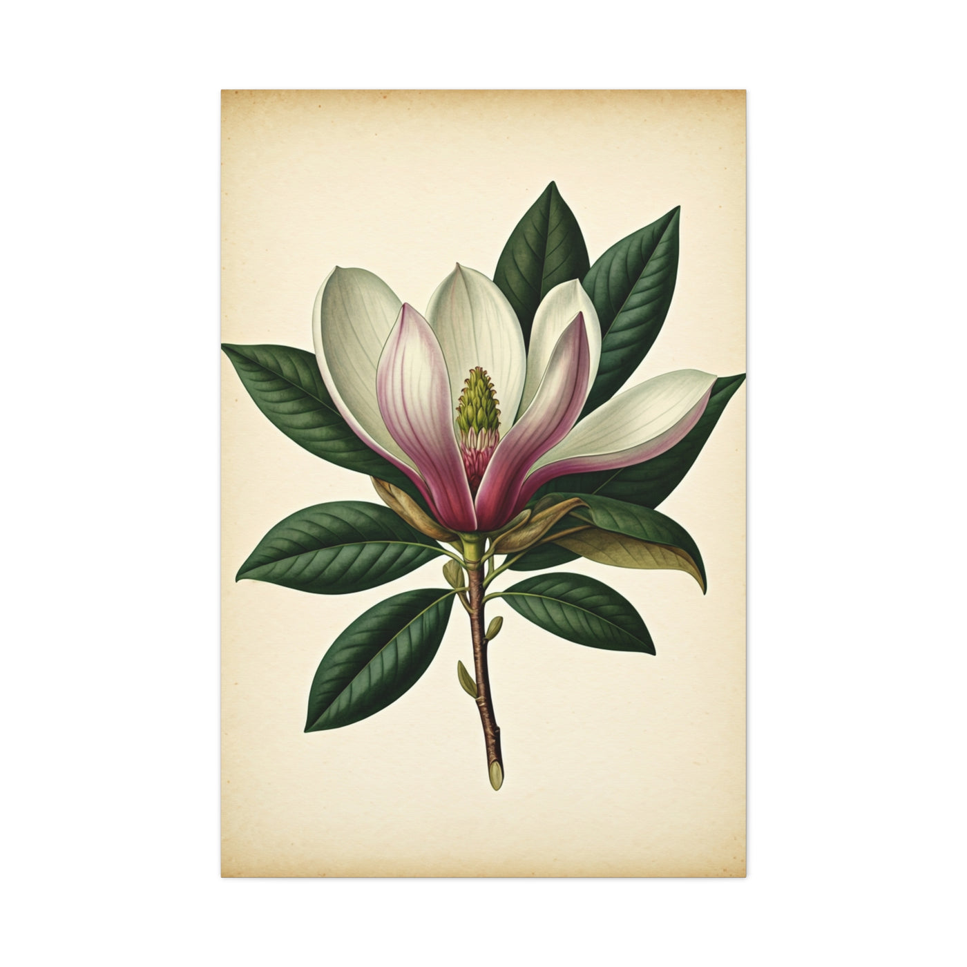 Magnolia Flower Cross Section Wall Art & Canvas Prints