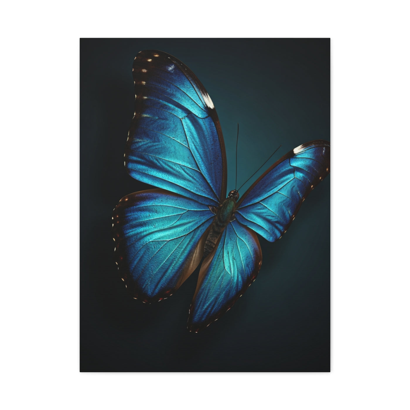 Blue Morpho Butterfly Wings Spread Wall Art & Canvas Prints