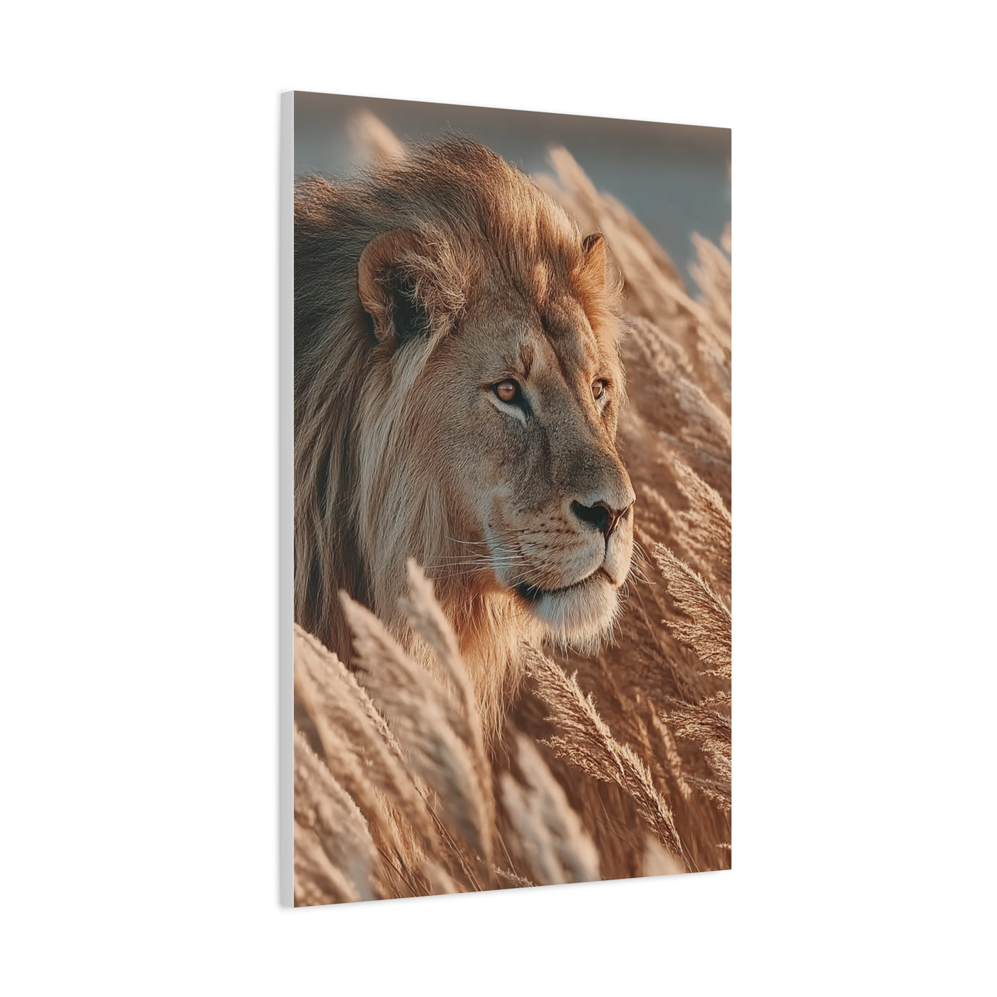 Lion in Golden Grass Calm Watch Wall Art & Canvas Print