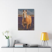 Palomino in Lavender Field Wall Art & Canvas Print