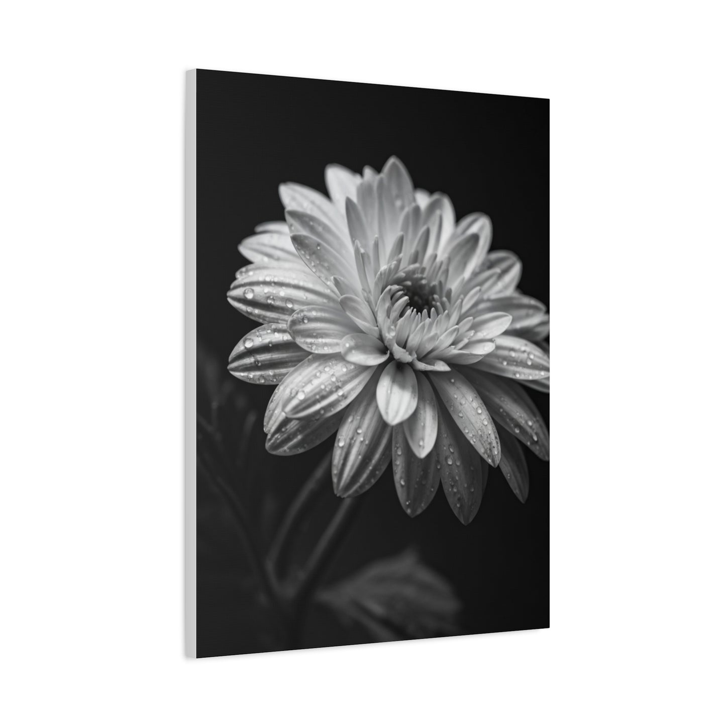Peony Elegance in Monochrome Wall Art & Canvas Prints