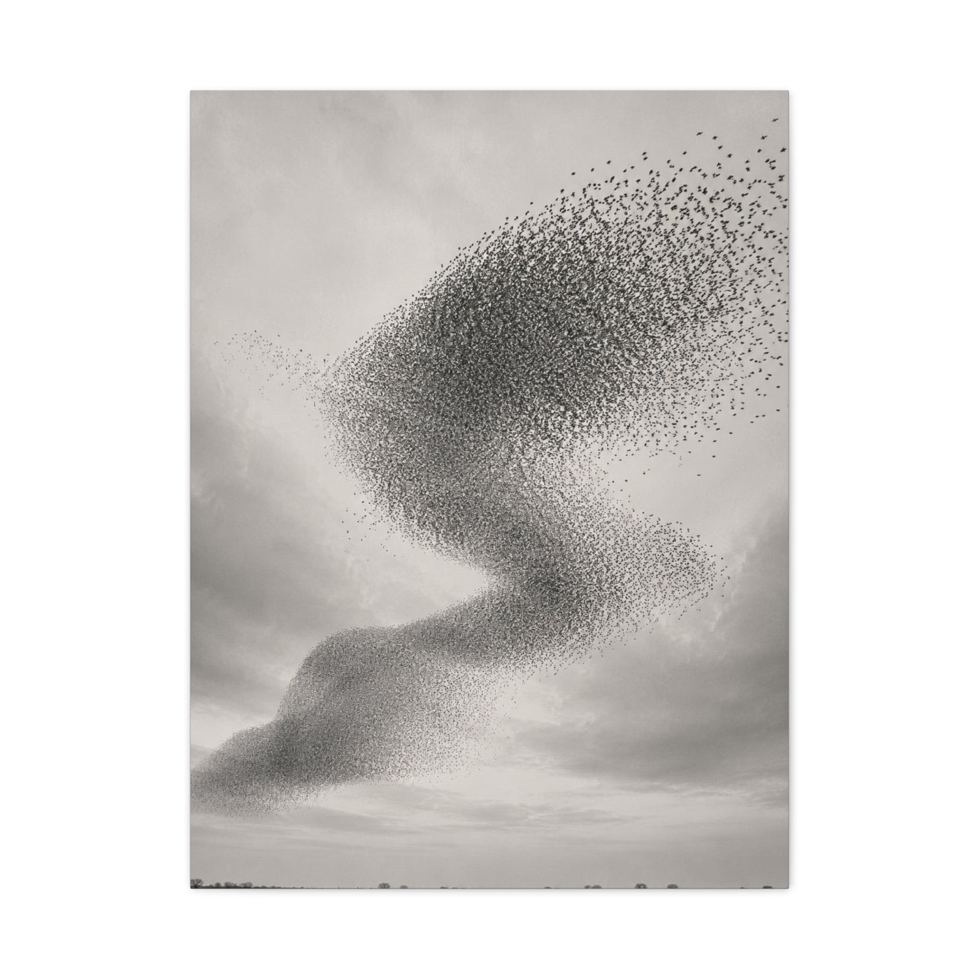 Murmuration Love Formation Monochrome Wall Art & Canvas Print