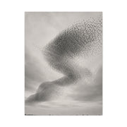 Murmuration Love Formation Monochrome Wall Art & Canvas Print