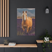 Palomino in Lavender Field Wall Art & Canvas Print