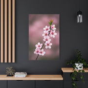 Soft Macro Cherry Blossom Floral Photography Wall Art & Canvas Prints