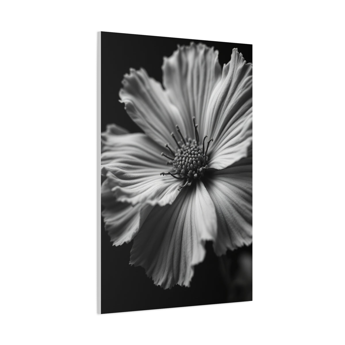 Dramatic Monochrome Cosmos Bloom Wall Art & Canvas Prints