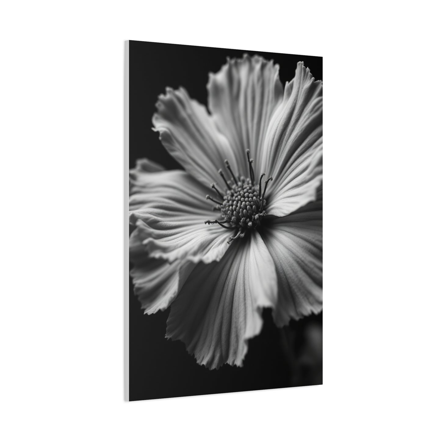 Dramatic Monochrome Cosmos Bloom Wall Art & Canvas Prints