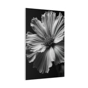 Dramatic Monochrome Cosmos Bloom Wall Art & Canvas Prints