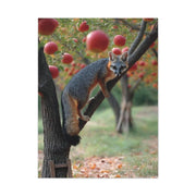 Orchard Gray Fox Climbing Apple Tree Wall Art & Canvas Print