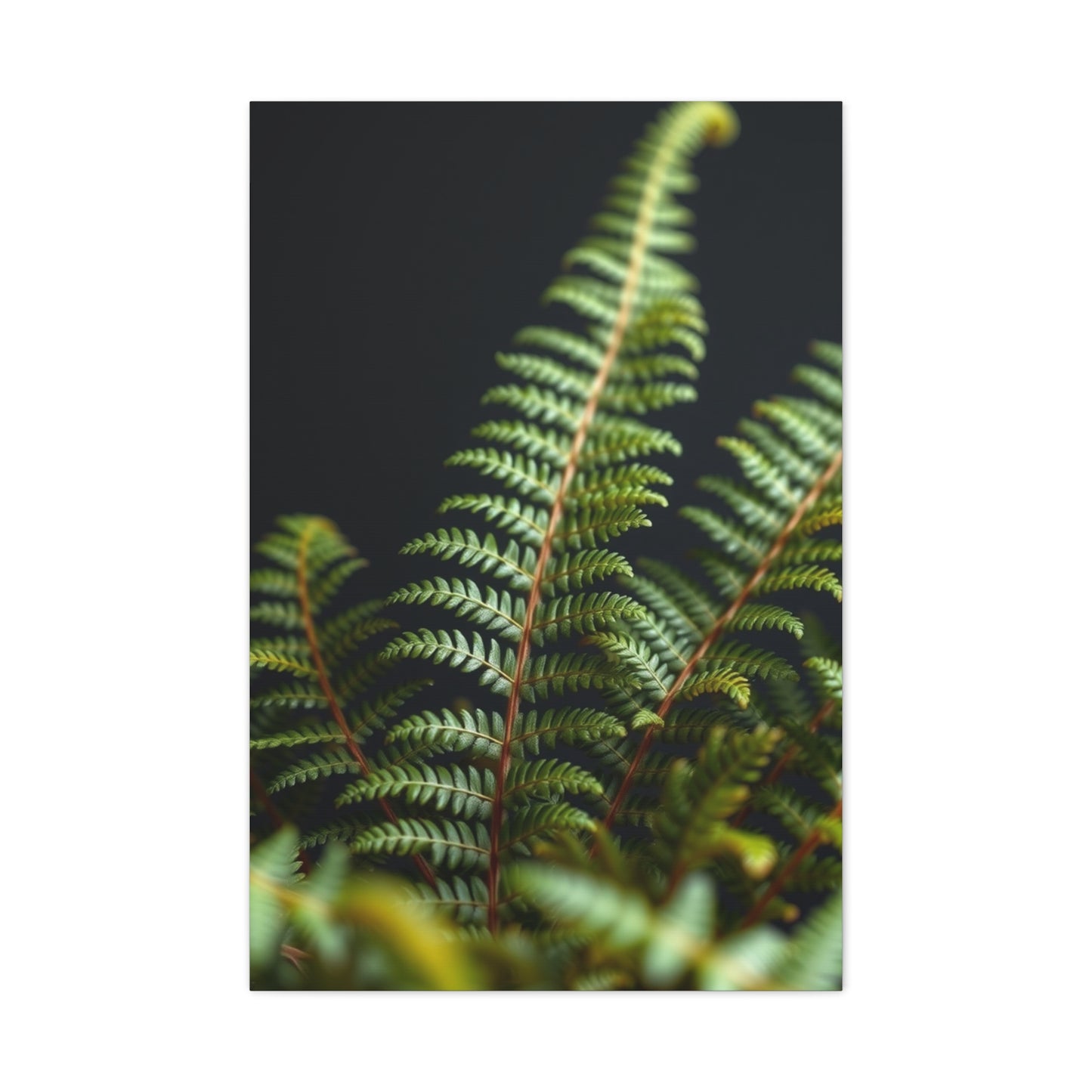 Fern Art Supreme Canvas Wall Art & Canvas Print
