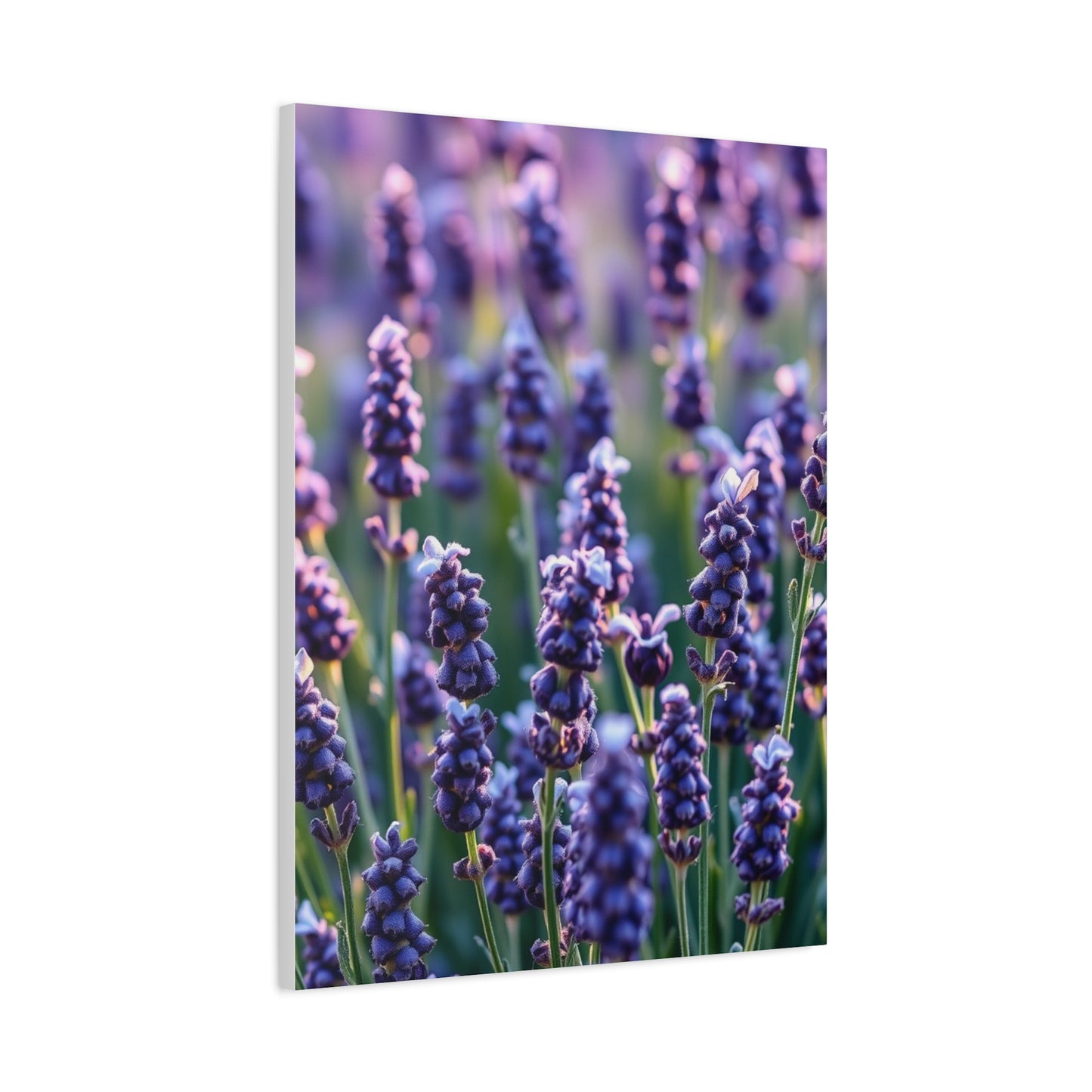 Vision Lavender Herb Art Art Wall Art & Canvas Print
