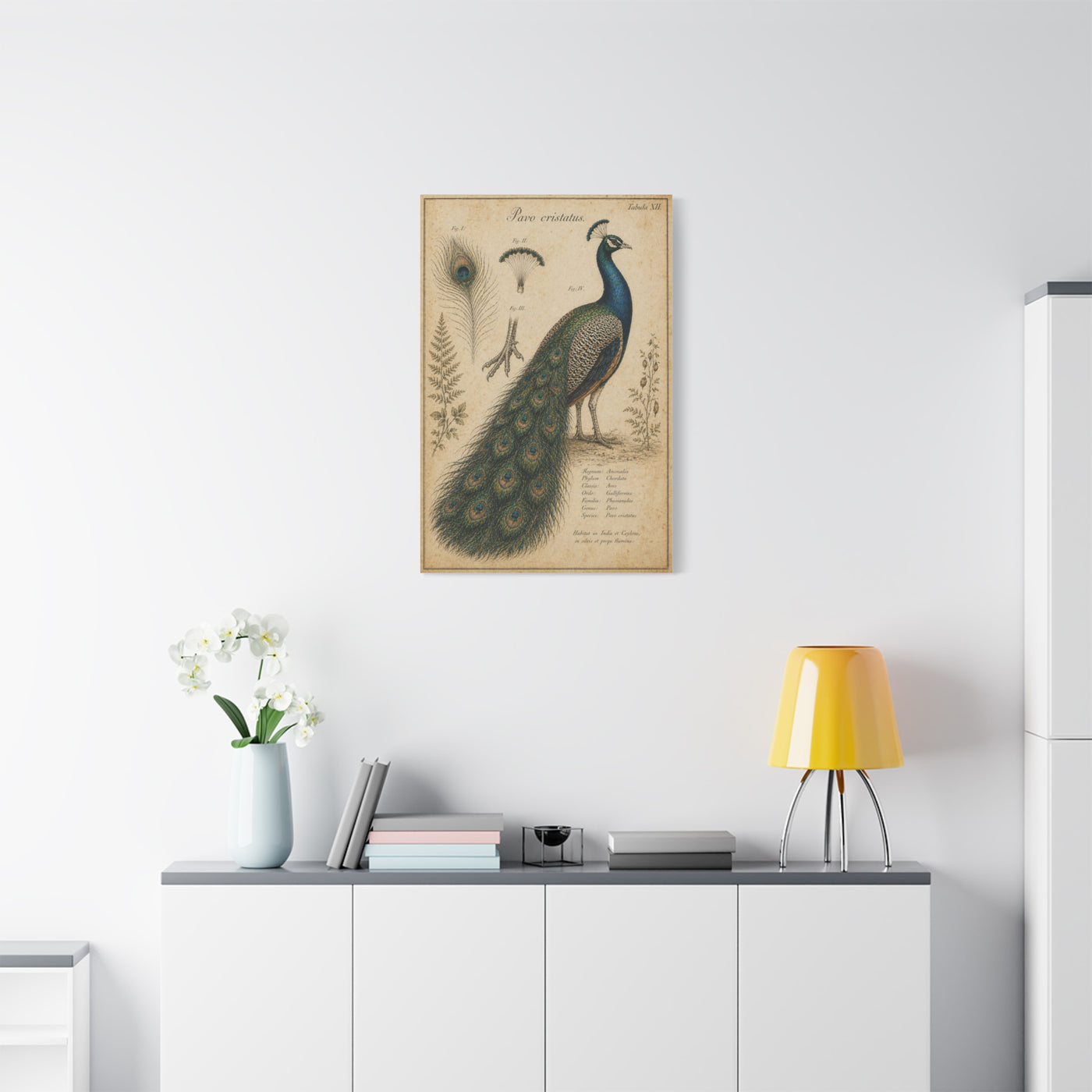 Victorian Scientific Peacock Study Wall Art & Canvas Print