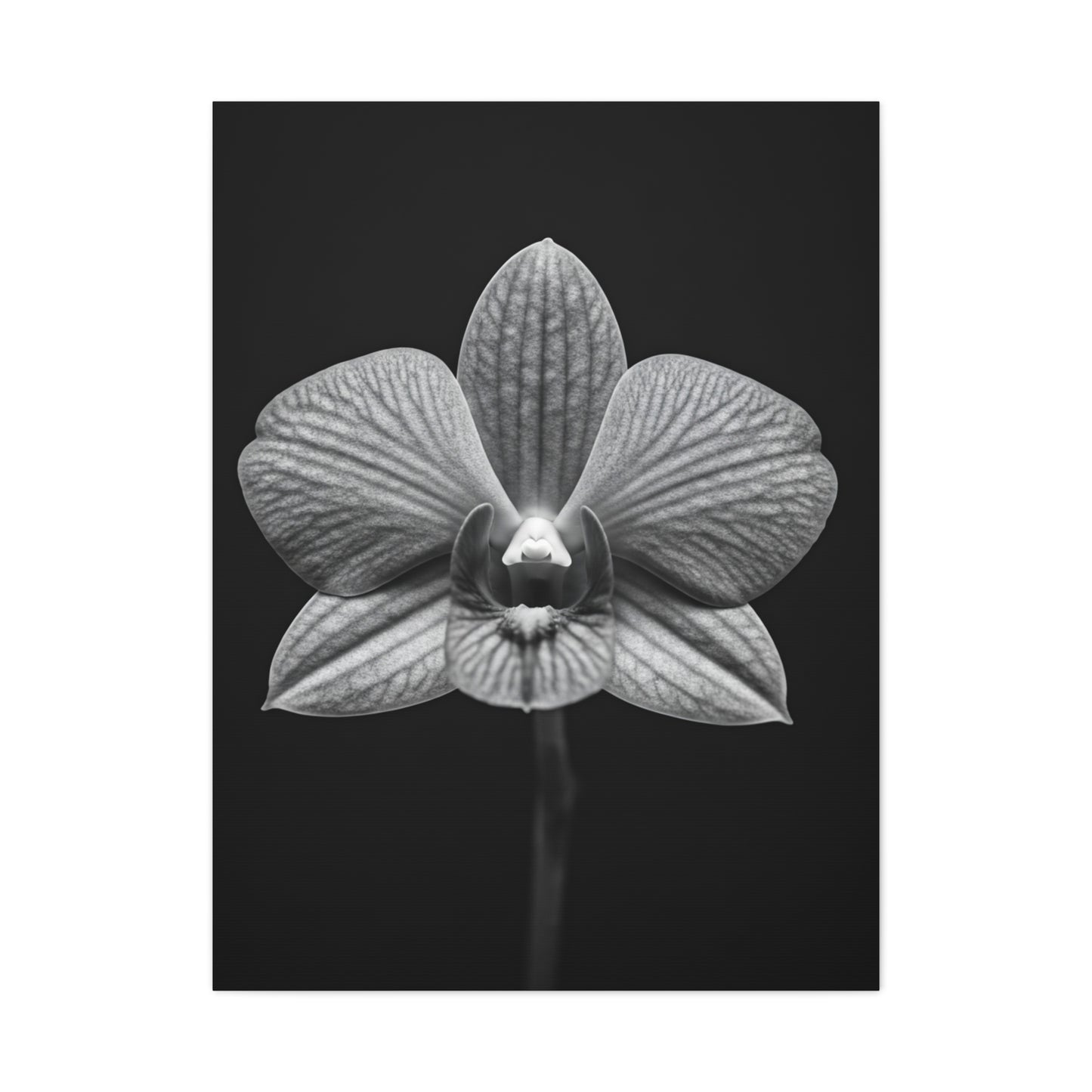 Orchid Serenity Study Wall Art & Canvas Prints