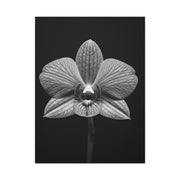 Orchid Serenity Study Wall Art & Canvas Prints
