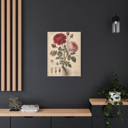 Victorian Rose Botanical Study Wall Art & Canvas Print