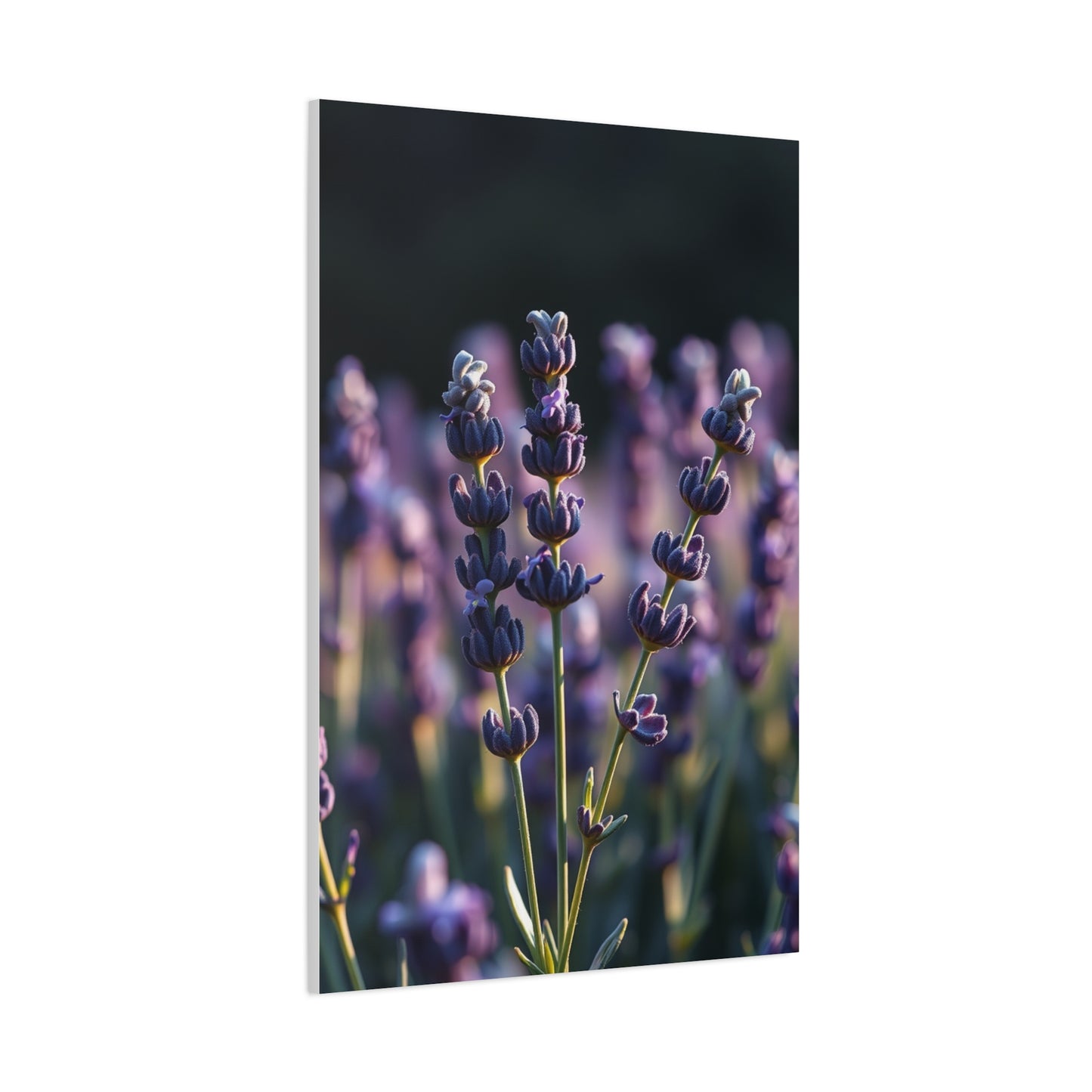 Lavender Herb Art Canvas Art 9 Wall Art & Canvas Print