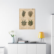 Vintage Herbarium Culinary Study Wall Art & Canvas Print