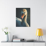 Serene Swan Reflection Wall Art & Canvas Prints