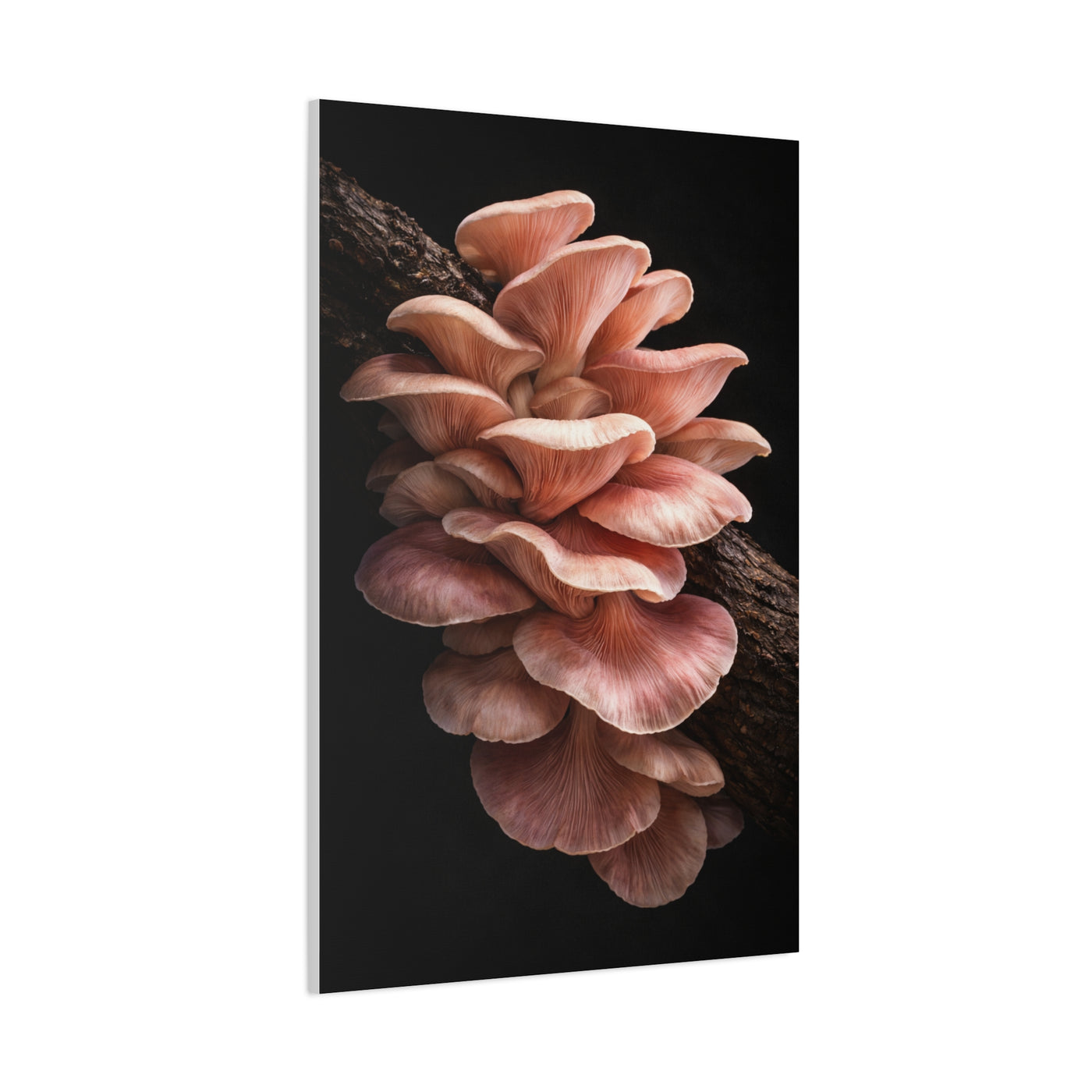 Blush Pink Oyster Mushroom Macro Study Wall Art & Canvas Print