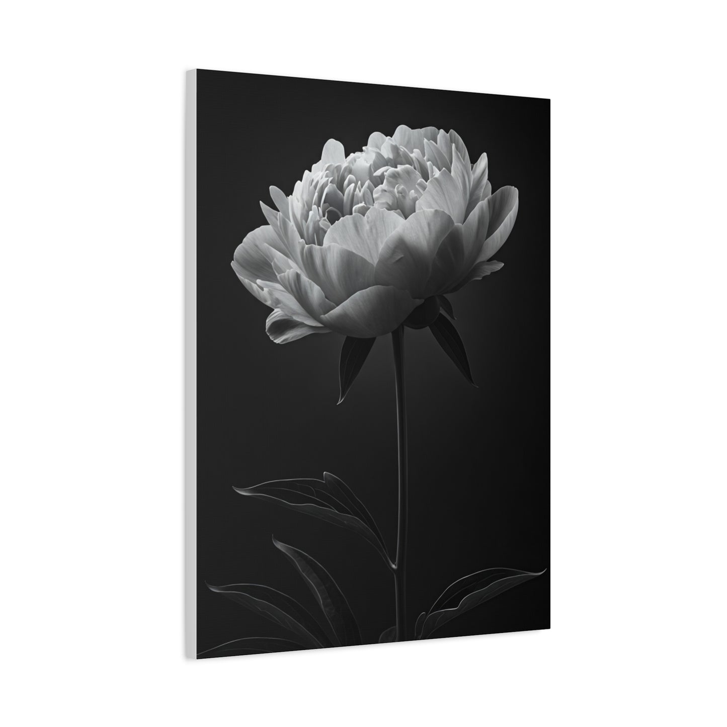 Peony Elegance in Monochrome Wall Art & Canvas Prints