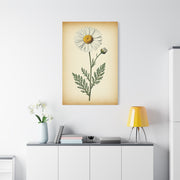 Wild Daisy Illustration Wall Art & Canvas Prints