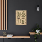 Antique Fern Herbarium Plate Wall Art & Canvas Print