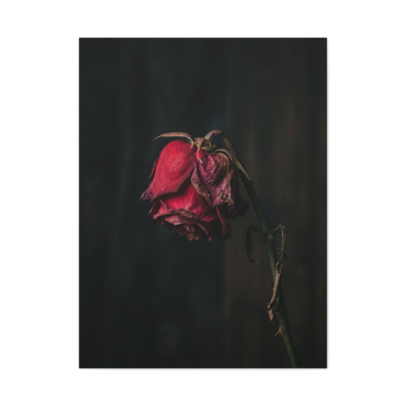Withered Crimson Rose Still Life Wall Art & Canvas Print