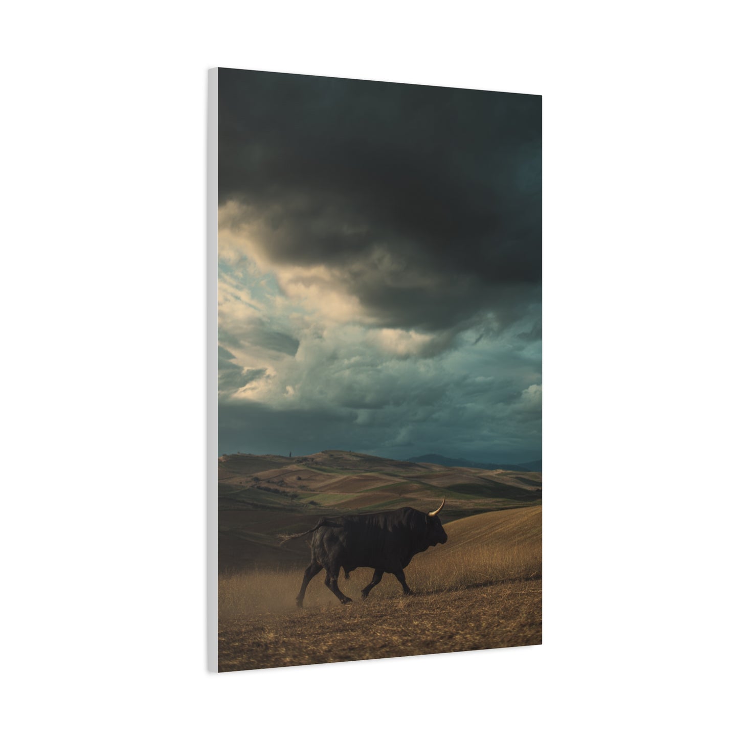 Storm Valley Black Bull Wall Art & Canvas Print