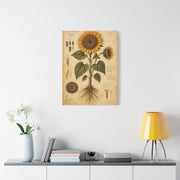 Vintage Botanical Sunflower Study Wall Art & Canvas Print