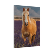 Palomino in Lavender Field Wall Art & Canvas Print