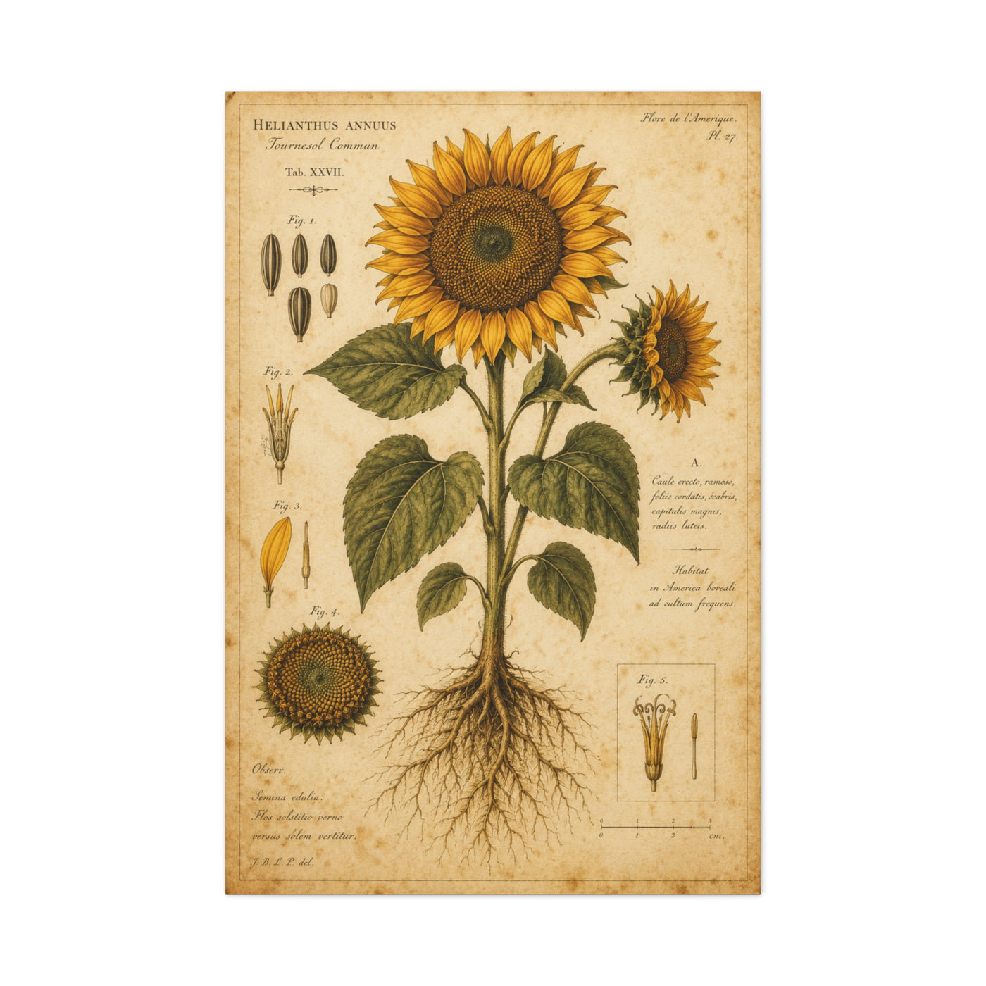 Vintage Botanical Sunflower Study Wall Art & Canvas Print