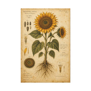 Vintage Botanical Sunflower Study Wall Art & Canvas Print