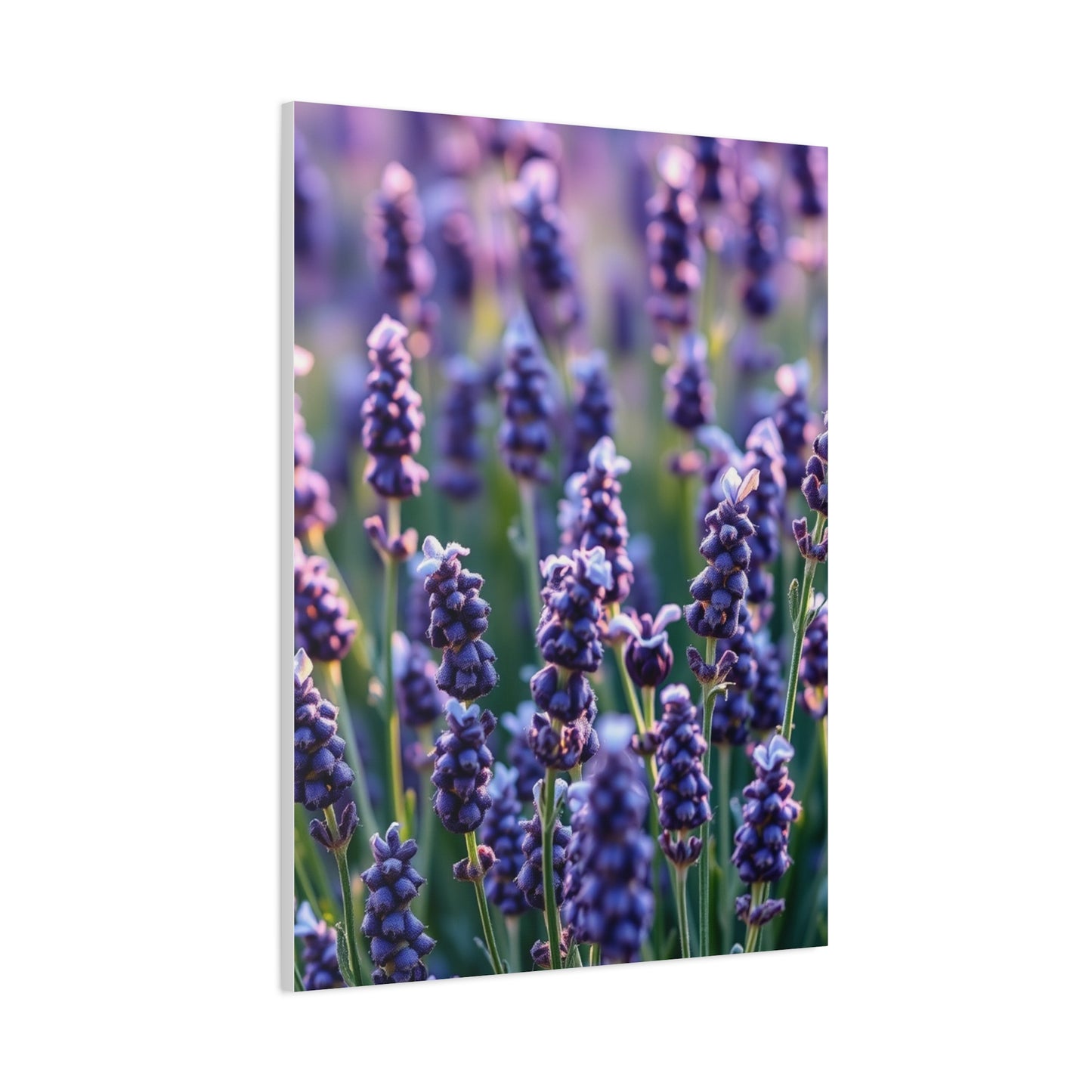 Vision Lavender Herb Art Art Wall Art & Canvas Print