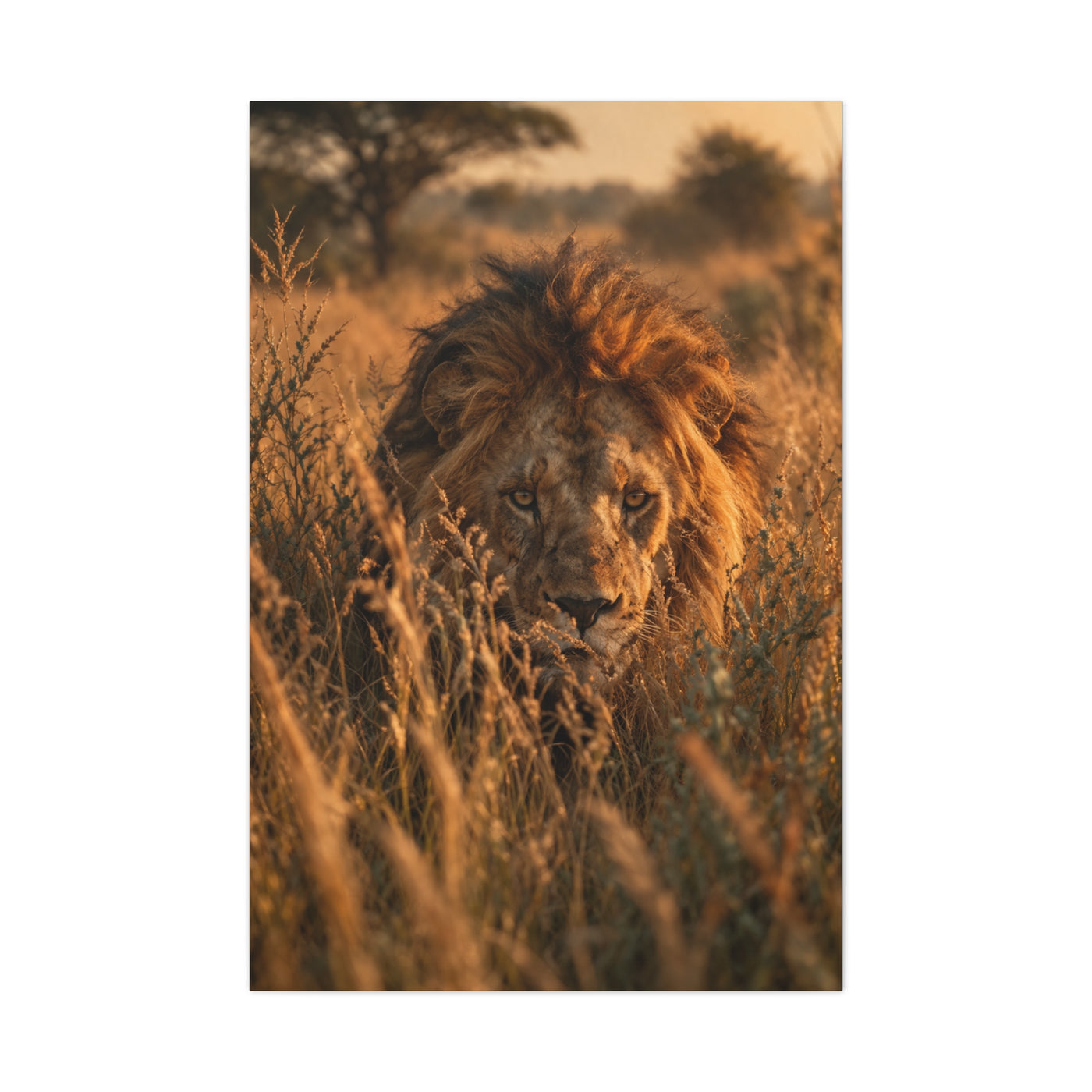 Lion Stalking Through Savannah Grass Wall Art & Canvas Print