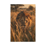 Lion Stalking Through Savannah Grass Wall Art & Canvas Print