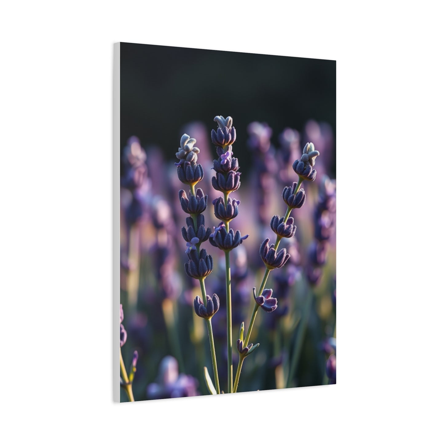 Lavender Herb Art Canvas Art 9 Wall Art & Canvas Print