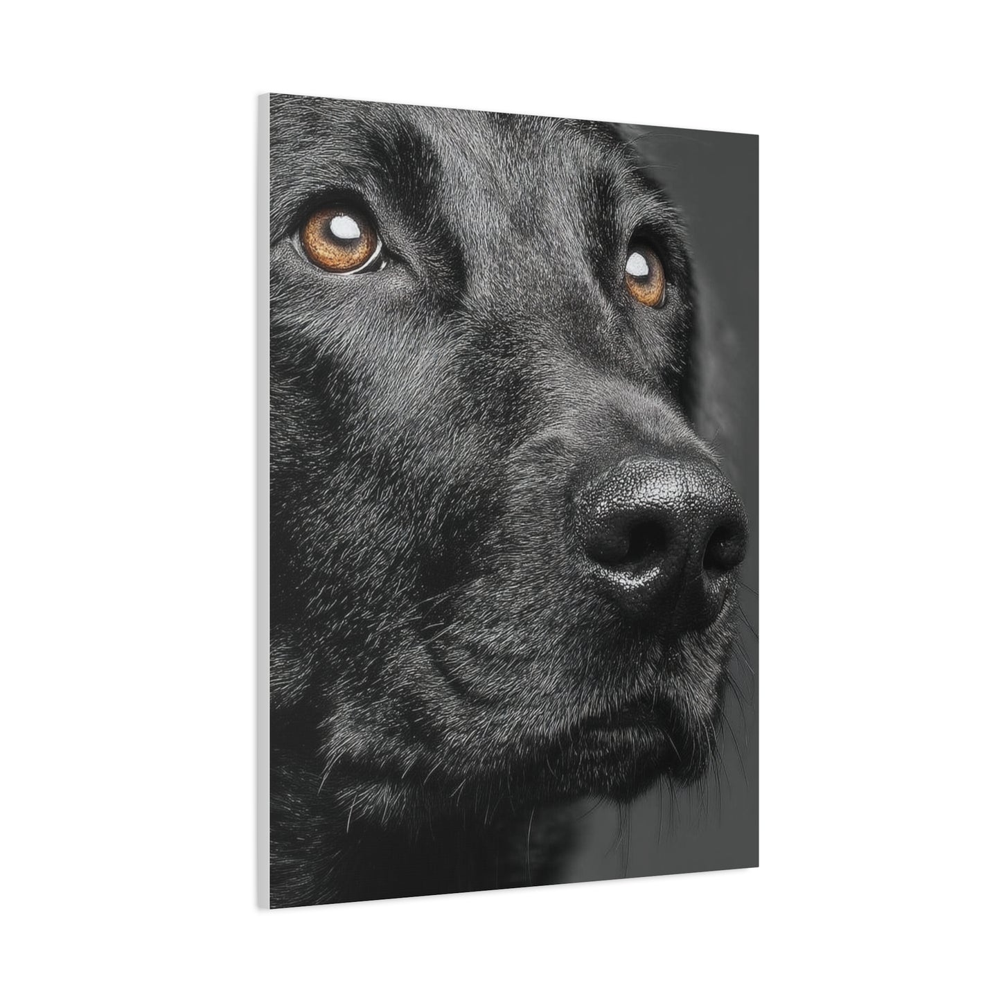 Black Labrador Fine Art Close-Up Wall Art & Canvas Print