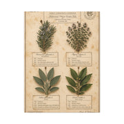 Vintage Herbarium Culinary Study Wall Art & Canvas Print