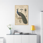 Antique Ornithology Peacock Illustration Wall Art & Canvas Print