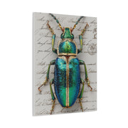Emerald Beetle Natural History Wall Art & Canvas Print