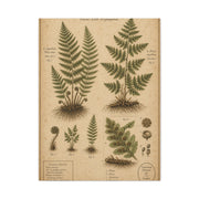 Antique Fern Herbarium Plate Wall Art & Canvas Print