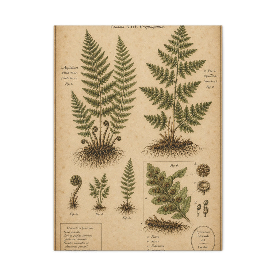 Antique Fern Herbarium Plate Wall Art & Canvas Print
