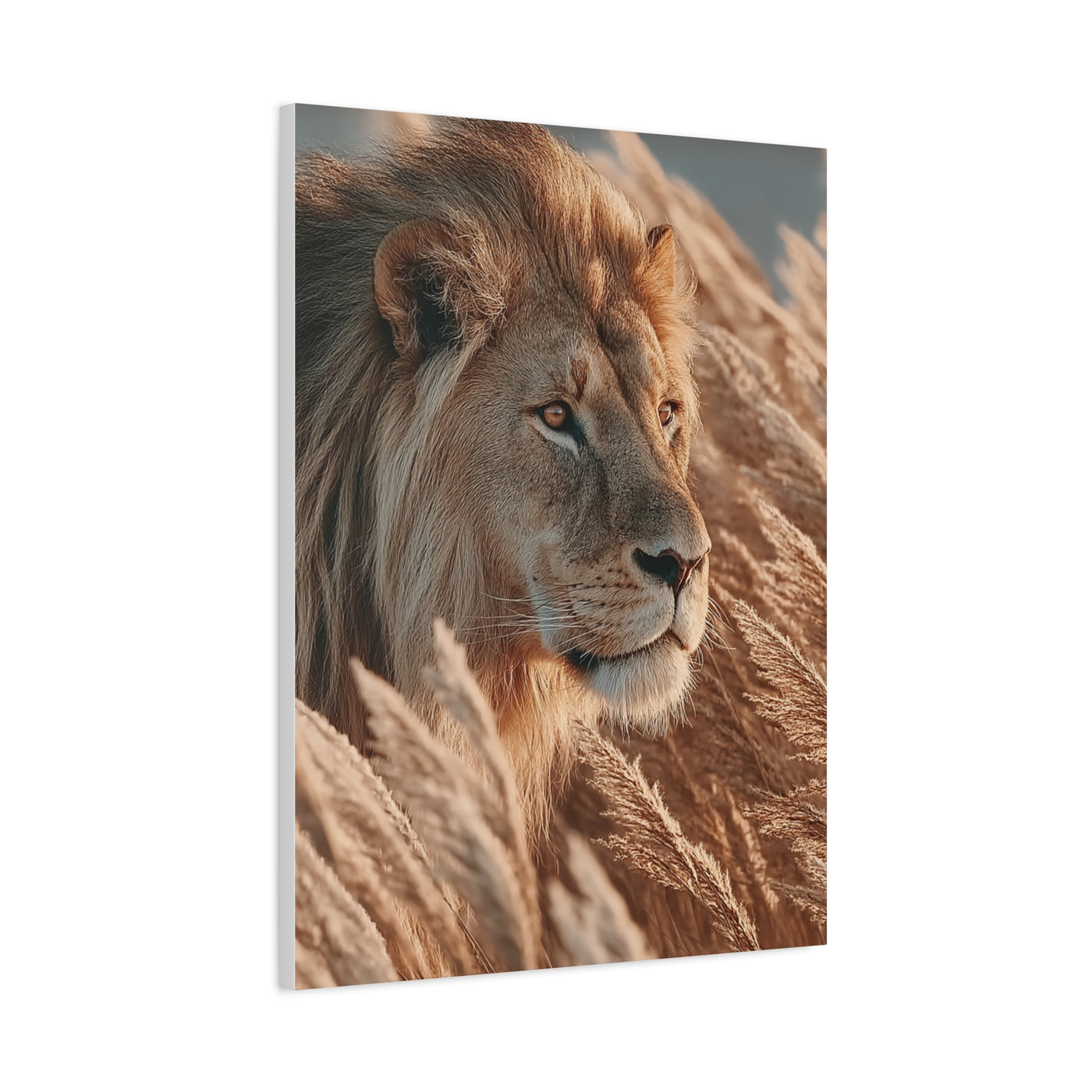 Lion in Golden Grass Calm Watch Wall Art & Canvas Print